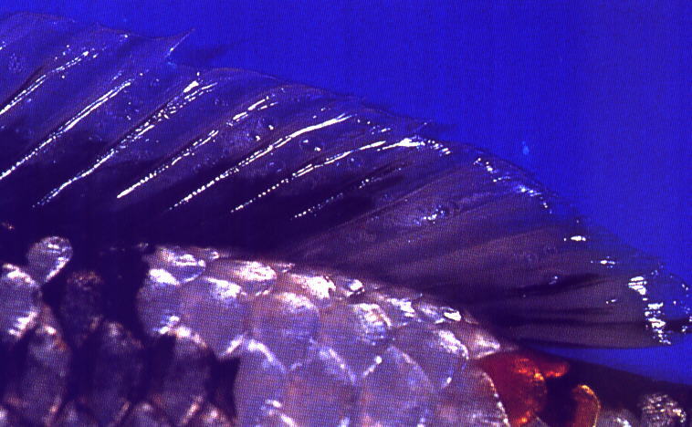 NISHIKIGOI 魚病 NISHIKIGOI 魚病