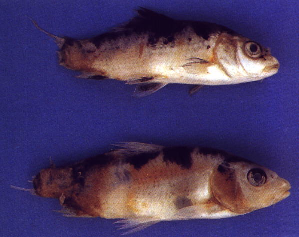 Nishikigoi 魚病