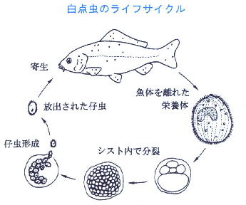 Nishikigoi 魚病