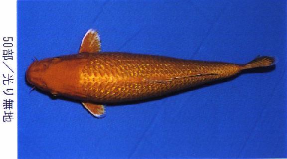 ドクロ模様の ドイツ鯉 黄金 33cm±